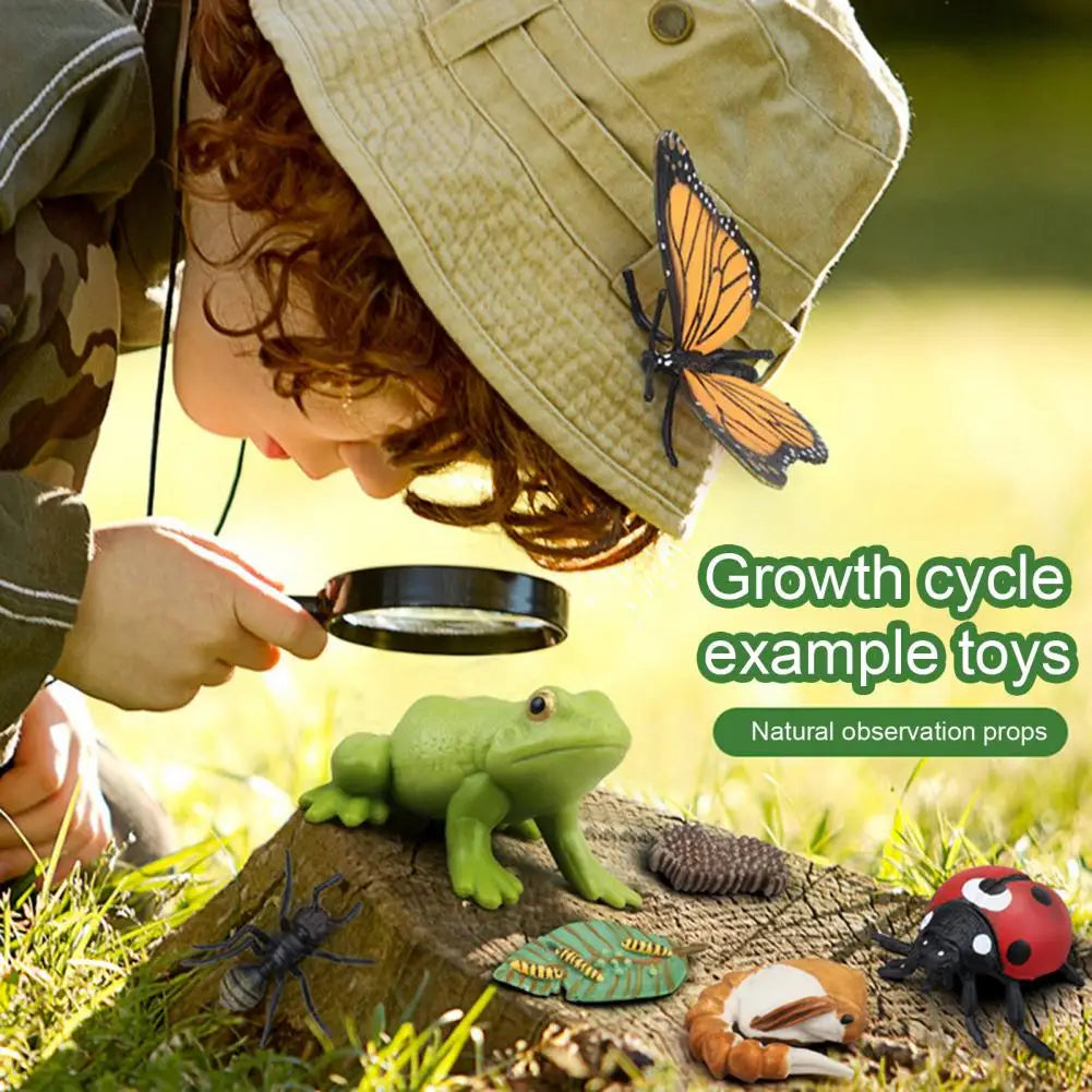 Animal Life Cycle Biology Science Kit Figurines