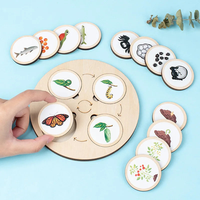 Life Cycle Board Montessori Biology Science Kit
