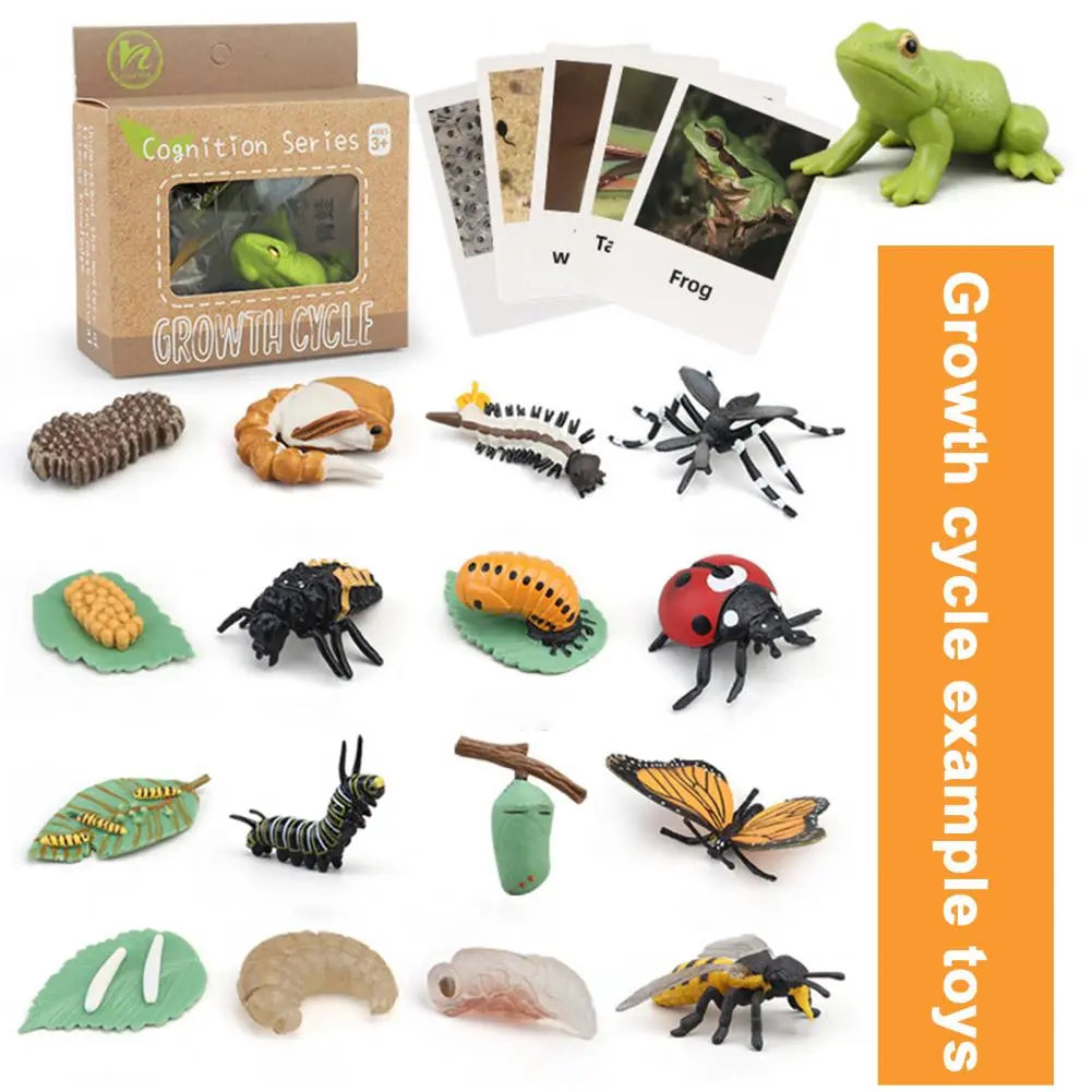 Animal Life Cycle Biology Science Kit Figurines