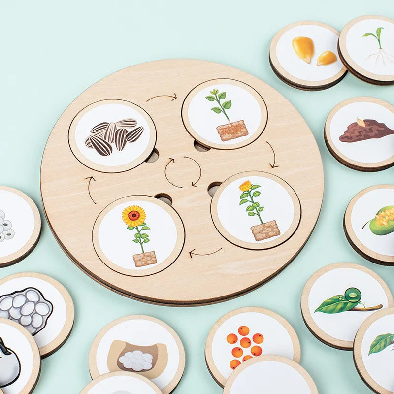 Life Cycle Board Montessori Biology Science Kit
