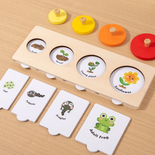 Montessori Wooden Growth Stage Sorting & Matching Puzzle
