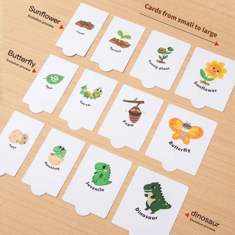 Educational cards showing the evolution process of a sunflower, butterfly, and dinosaur on a wooden surface.