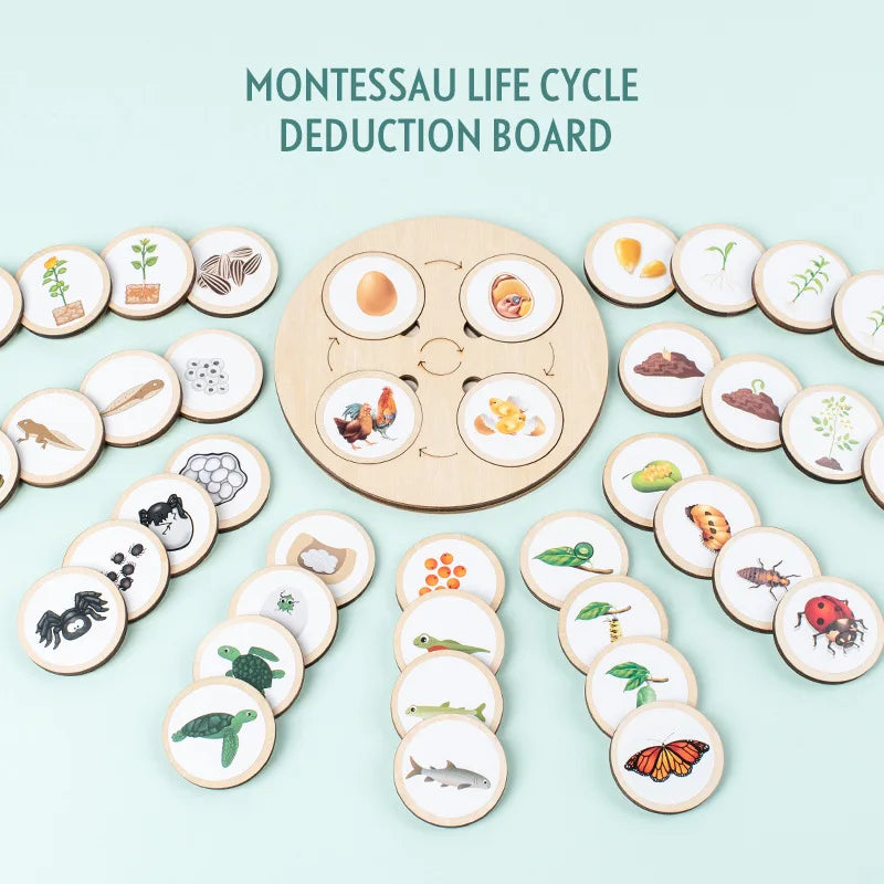 Life Cycle Board Montessori Biology Science Kit