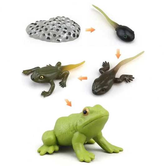 Animal Life Cycle Biology Science Kit Figurines