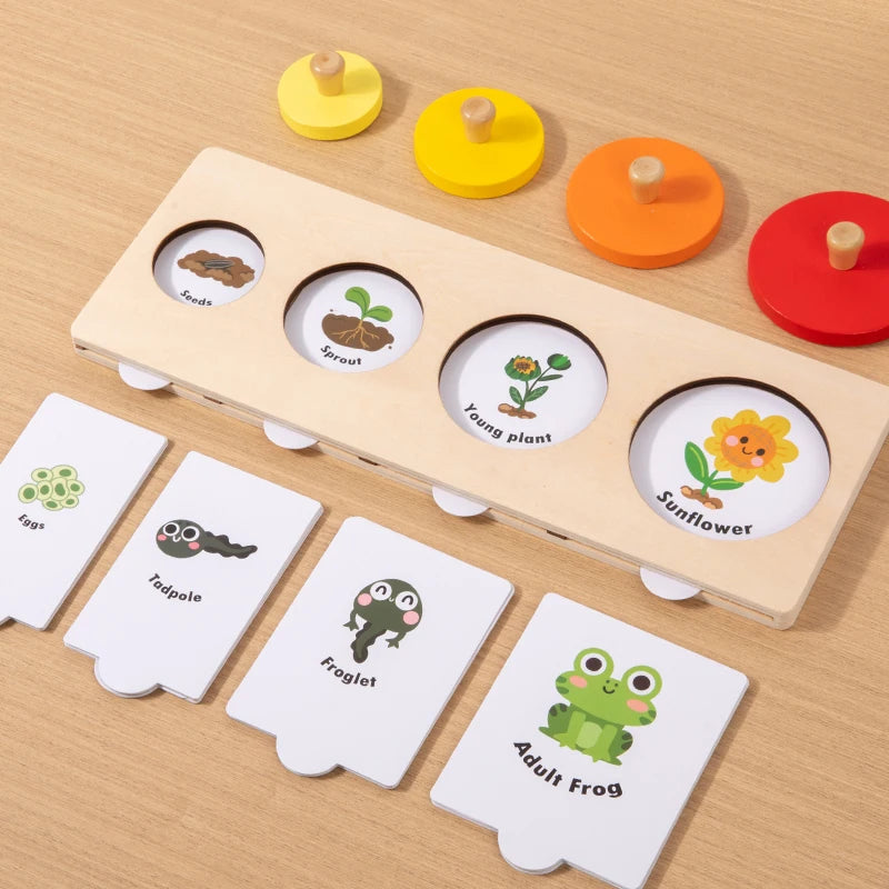 Montessori Wooden Growth Stage Sorting & Matching Puzzle